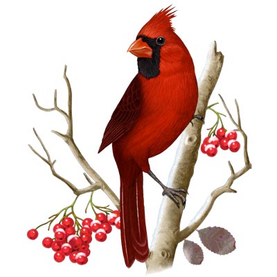 northern cardinal