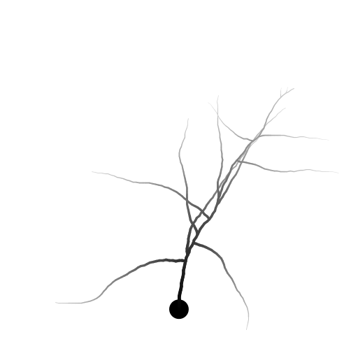 My program draws a neuron with an axon and axon branches, extending from a cell body (soma). The thickness and color of the branch is adjusted depending on the distance from the soma. The structure was inspired by Purkinje cells in the cerebellum (http://en.wikipedia.org/wiki/Purkinje_cell) which are well-known for their extensive branching. Although the axon branches of Purkinje cells gravitate toward the edge of the cerebellum, the branches in this model are not influenced so strongly by direction. To write the program, I first wrote a function to draw a branch given a starting position and direction. At every step, the new coordinates are calculated and a line segment drawn, then the direction is randomly adjusted. I also prettified the image by changing the thickness and color of the line depending on how far along the axon/branch it is.