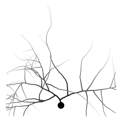 My program draws a neuron with an axon and axon branches, extending from a cell body (soma). The thickness and color of the branch is adjusted depending on the distance from the soma. The structure was inspired by Purkinje cells in the cerebellum (http://en.wikipedia.org/wiki/Purkinje_cell) which are well-known for their extensive branching. Although the axon branches of Purkinje cells gravitate toward the edge of the cerebellum, the branches in this model are not influenced so strongly by direction. To write the program, I first wrote a function to draw a branch given a starting position and direction. At every step, the new coordinates are calculated and a line segment drawn, then the direction is randomly adjusted. I also prettified the image by changing the thickness and color of the line depending on how far along the axon/branch it is.