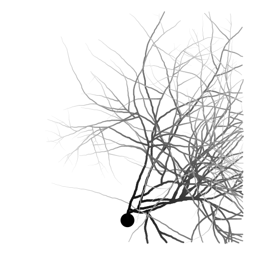 My program draws a neuron with an axon and axon branches, extending from a cell body (soma). The thickness and color of the branch is adjusted depending on the distance from the soma. The structure was inspired by Purkinje cells in the cerebellum (http://en.wikipedia.org/wiki/Purkinje_cell) which are well-known for their extensive branching. Although the axon branches of Purkinje cells gravitate toward the edge of the cerebellum, the branches in this model are not influenced so strongly by direction. To write the program, I first wrote a function to draw a branch given a starting position and direction. At every step, the new coordinates are calculated and a line segment drawn, then the direction is randomly adjusted. I also prettified the image by changing the thickness and color of the line depending on how far along the axon/branch it is.