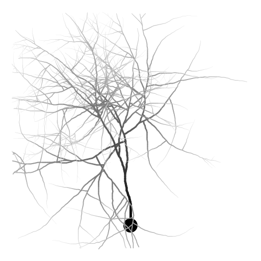 My program draws a neuron with an axon and axon branches, extending from a cell body (soma). The thickness and color of the branch is adjusted depending on the distance from the soma. The structure was inspired by Purkinje cells in the cerebellum (http://en.wikipedia.org/wiki/Purkinje_cell) which are well-known for their extensive branching. Although the axon branches of Purkinje cells gravitate toward the edge of the cerebellum, the branches in this model are not influenced so strongly by direction. To write the program, I first wrote a function to draw a branch given a starting position and direction. At every step, the new coordinates are calculated and a line segment drawn, then the direction is randomly adjusted. I also prettified the image by changing the thickness and color of the line depending on how far along the axon/branch it is.