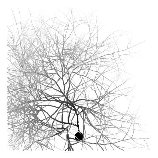 My program draws a neuron with an axon and axon branches, extending from a cell body (soma). The thickness and color of the branch is adjusted depending on the distance from the soma. The structure was inspired by Purkinje cells in the cerebellum (http://en.wikipedia.org/wiki/Purkinje_cell) which are well-known for their extensive branching. Although the axon branches of Purkinje cells gravitate toward the edge of the cerebellum, the branches in this model are not influenced so strongly by direction. To write the program, I first wrote a function to draw a branch given a starting position and direction. At every step, the new coordinates are calculated and a line segment drawn, then the direction is randomly adjusted. I also prettified the image by changing the thickness and color of the line depending on how far along the axon/branch it is.