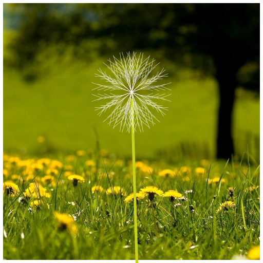 My Art.java draws a dandelion in a field. I started with a snowflake fractal and tweaked things until it resembled a fluffy dandelion. The fractal basically draws two lines 40 degrees apart which each split into smaller lines also 40 degrees apart, and so on.
