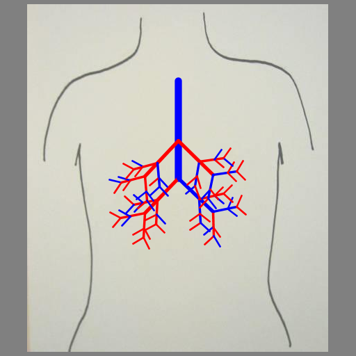This program was inspired by the images of trees and branches we mentioned in class and that one student created in the fall of 2010 (shown on the assignment page). It creates lungs in the same way a tree might be created, by recursively drawing a line segment with branching points. The output is a series of blood vessicles, randomly colored blue or red, branching off from one another at a random angle within a specified range to give the appearance of lungs. The branching points occur at the end of the vessicle and along it (at the golden ratio).