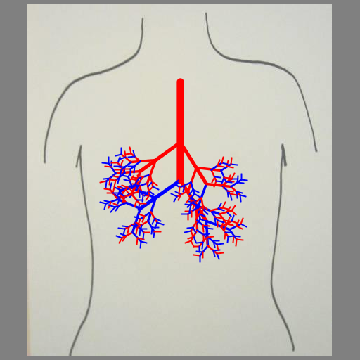 This program was inspired by the images of trees and branches we mentioned in class and that one student created in the fall of 2010 (shown on the assignment page). It creates lungs in the same way a tree might be created, by recursively drawing a line segment with branching points. The output is a series of blood vessicles, randomly colored blue or red, branching off from one another at a random angle within a specified range to give the appearance of lungs. The branching points occur at the end of the vessicle and along it (at the golden ratio).