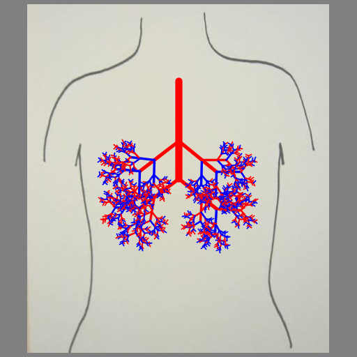 This program was inspired by the images of trees and branches we mentioned in class and that one student created in the fall of 2010 (shown on the assignment page). It creates lungs in the same way a tree might be created, by recursively drawing a line segment with branching points. The output is a series of blood vessicles, randomly colored blue or red, branching off from one another at a random angle within a specified range to give the appearance of lungs. The branching points occur at the end of the vessicle and along it (at the golden ratio).