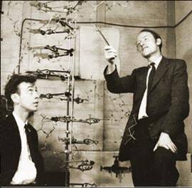 Watson - Crick DNA model