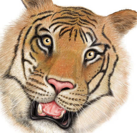tiger