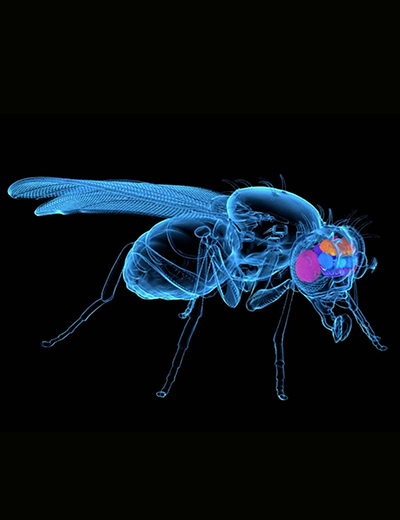 fruit fly brain