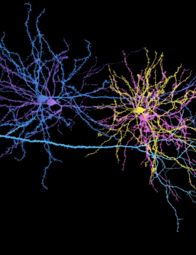 Webs of neurons connected in space