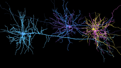 Webs of neurons connected in space