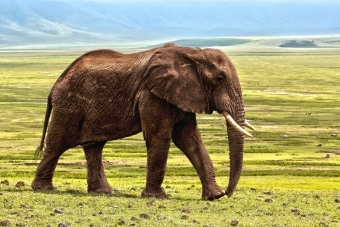 Elephant with tusks walking in its natural environment.