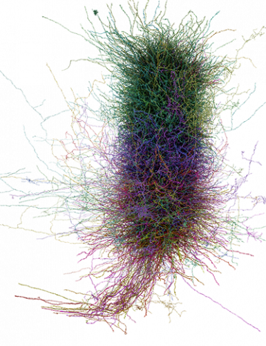 neuron cluster