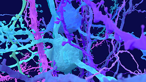 A cluster of neurons entangled but individually colored to show all their branching contours.