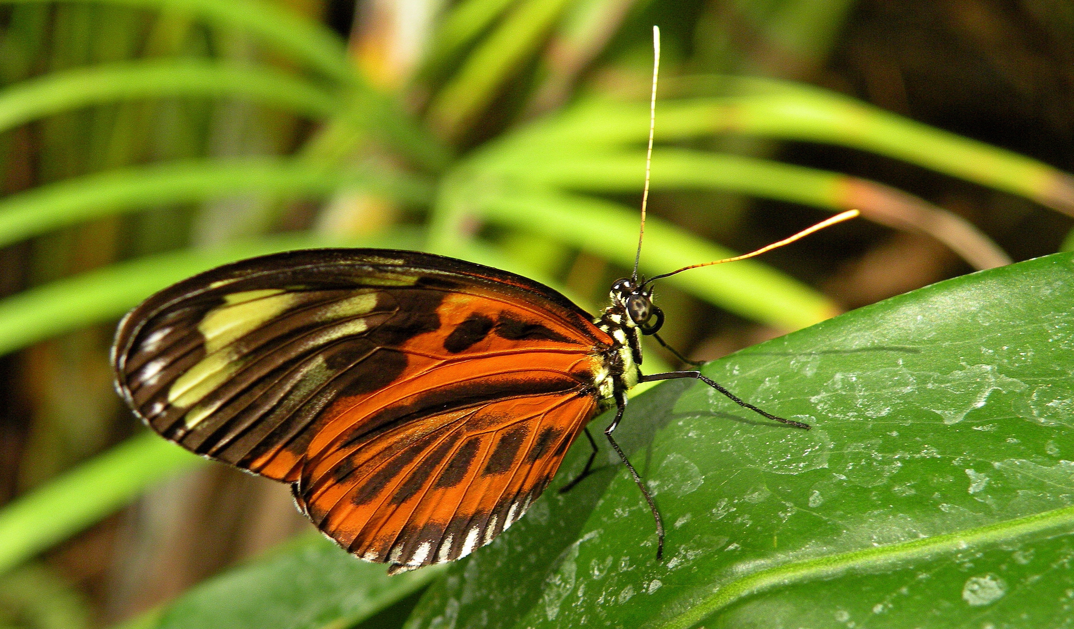 Image of a Heliconius butterfly