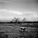 horsetwilight1