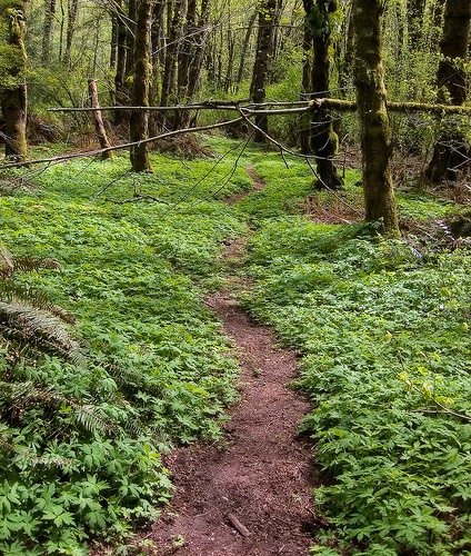 Forest Path